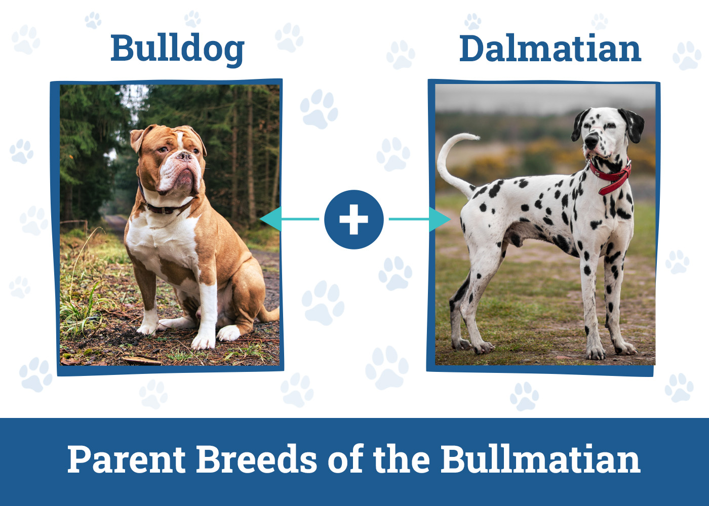 Parent Breeds of the Bullmatian