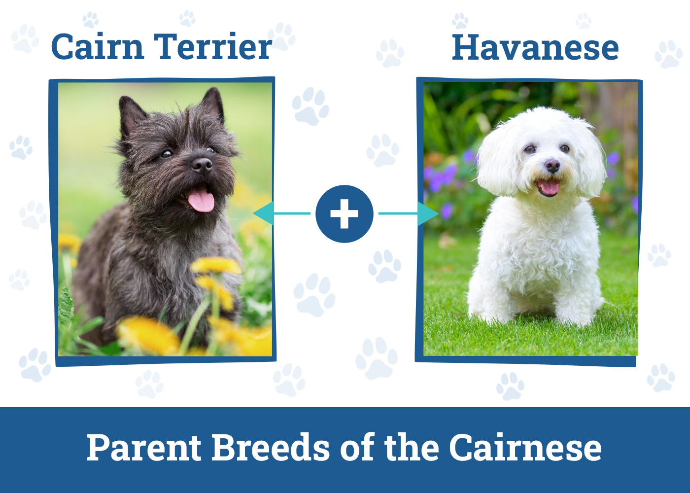 Parent Breeds of the Cairnese
