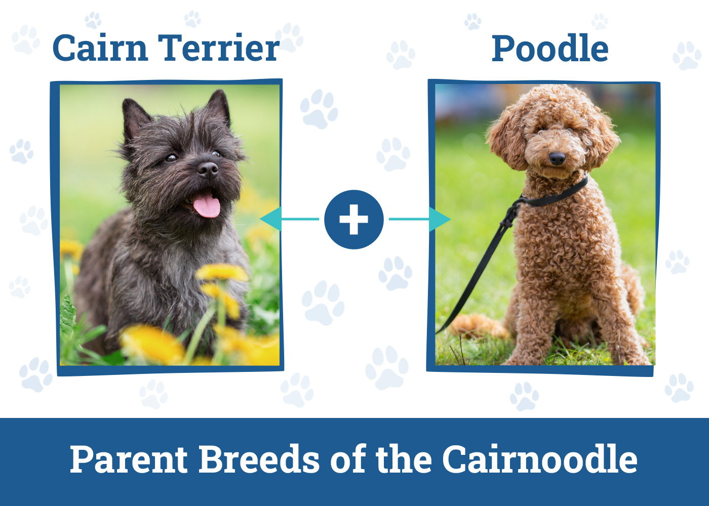 Parent Breeds of the Cairnoodle