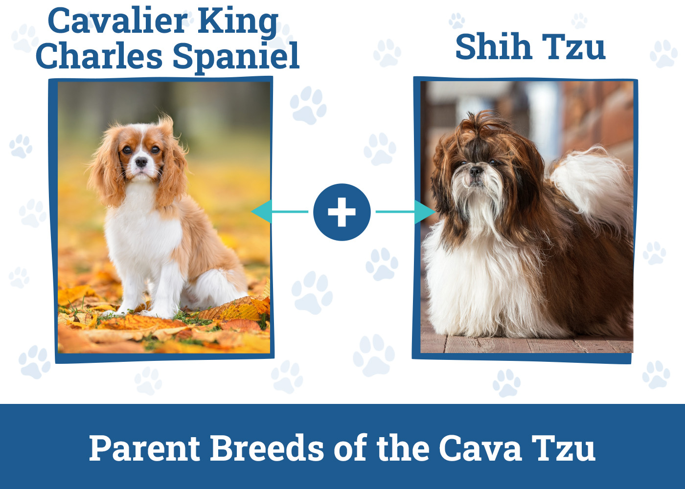 Parent Breeds of the Cava Tzu