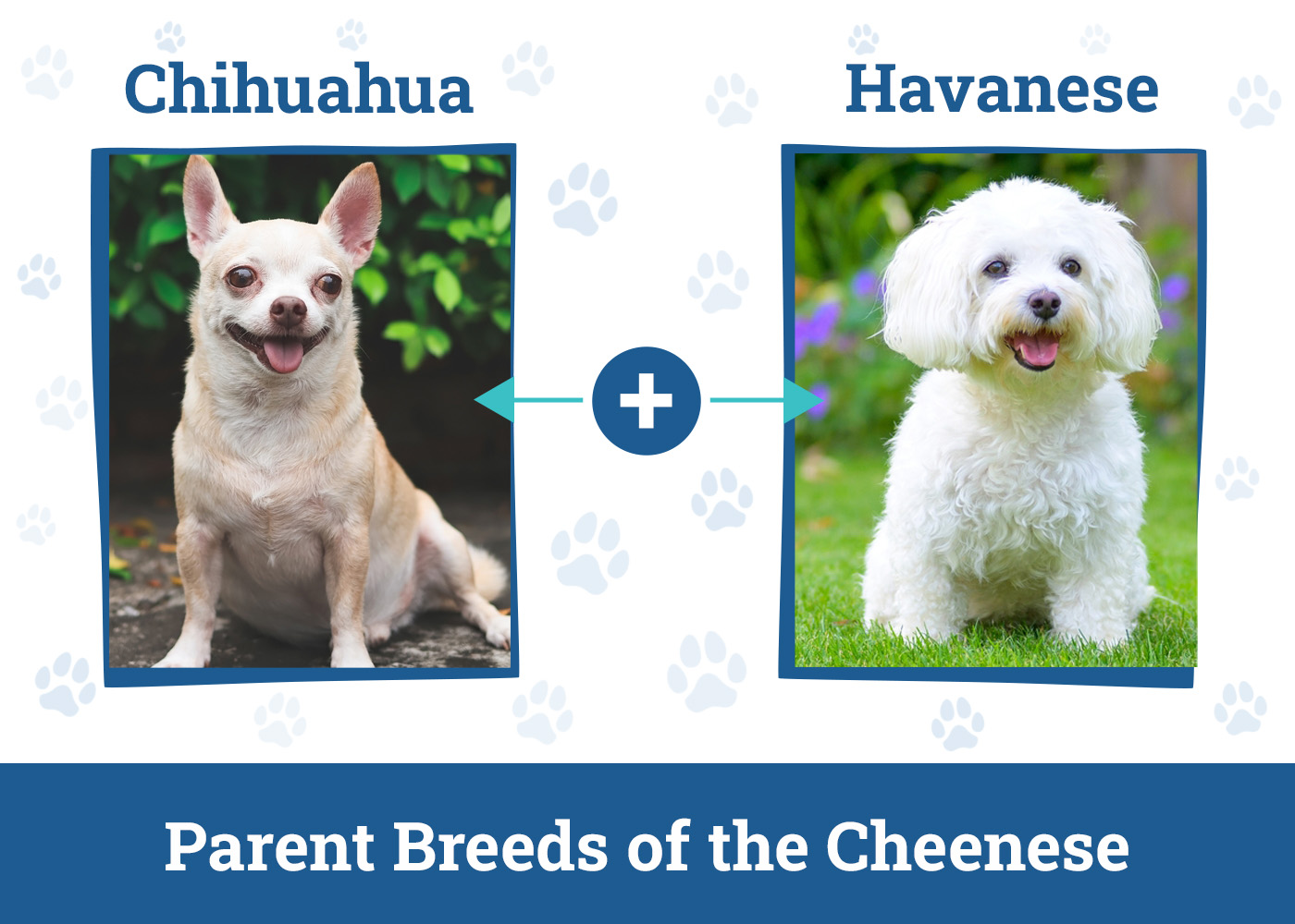 Parent Breeds of the Cheenese