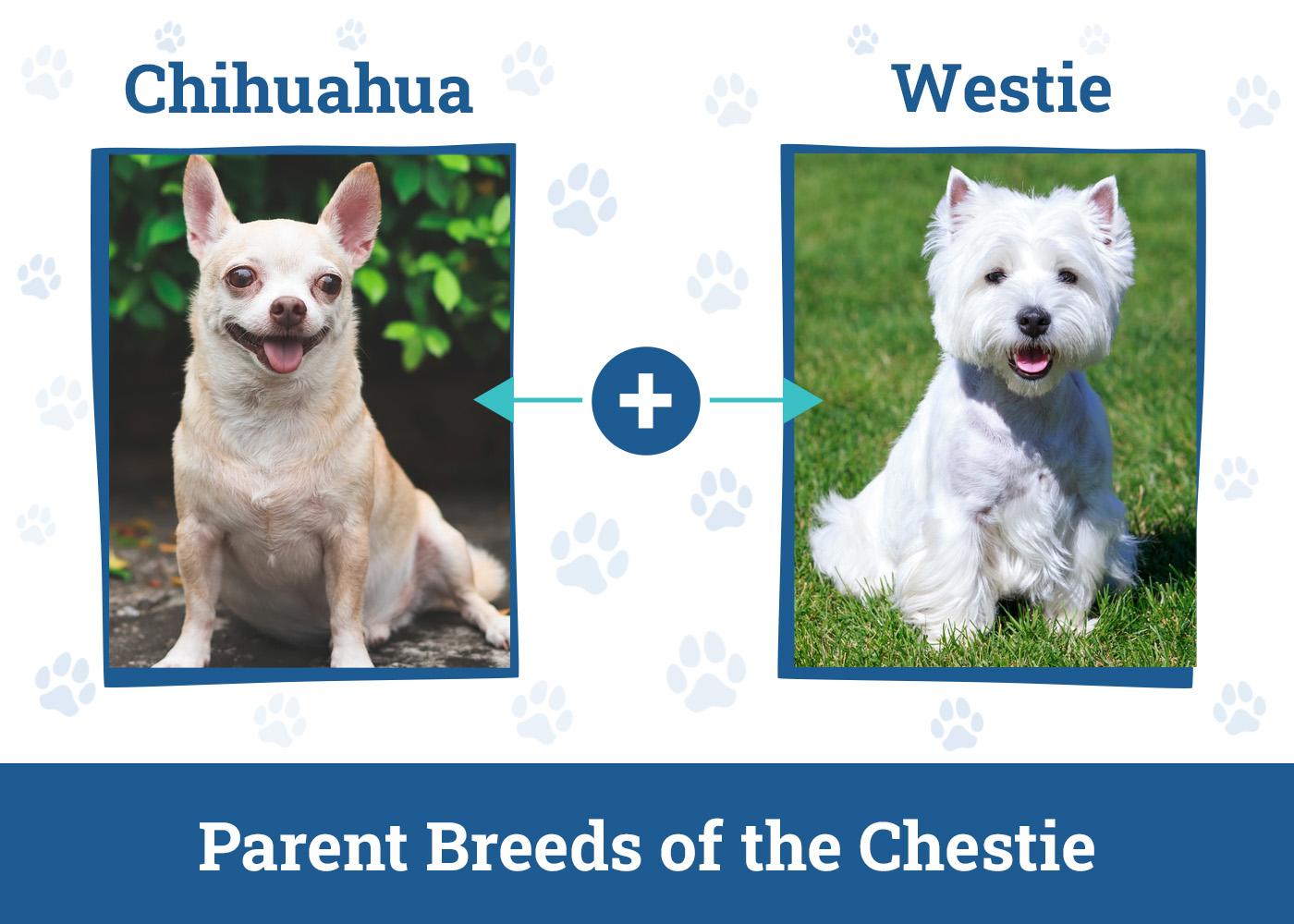 Parent Breeds of the Chestie