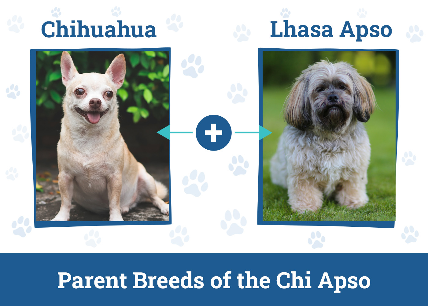 Parent Breeds of the Chi Apso