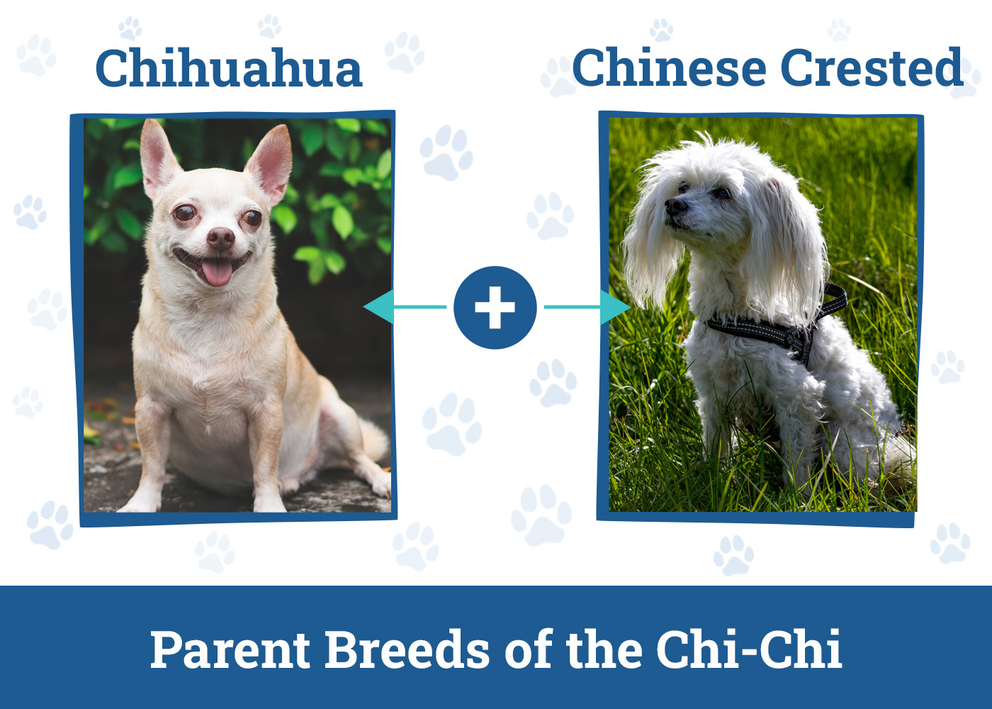 Parent Breeds of the Chi-Chi