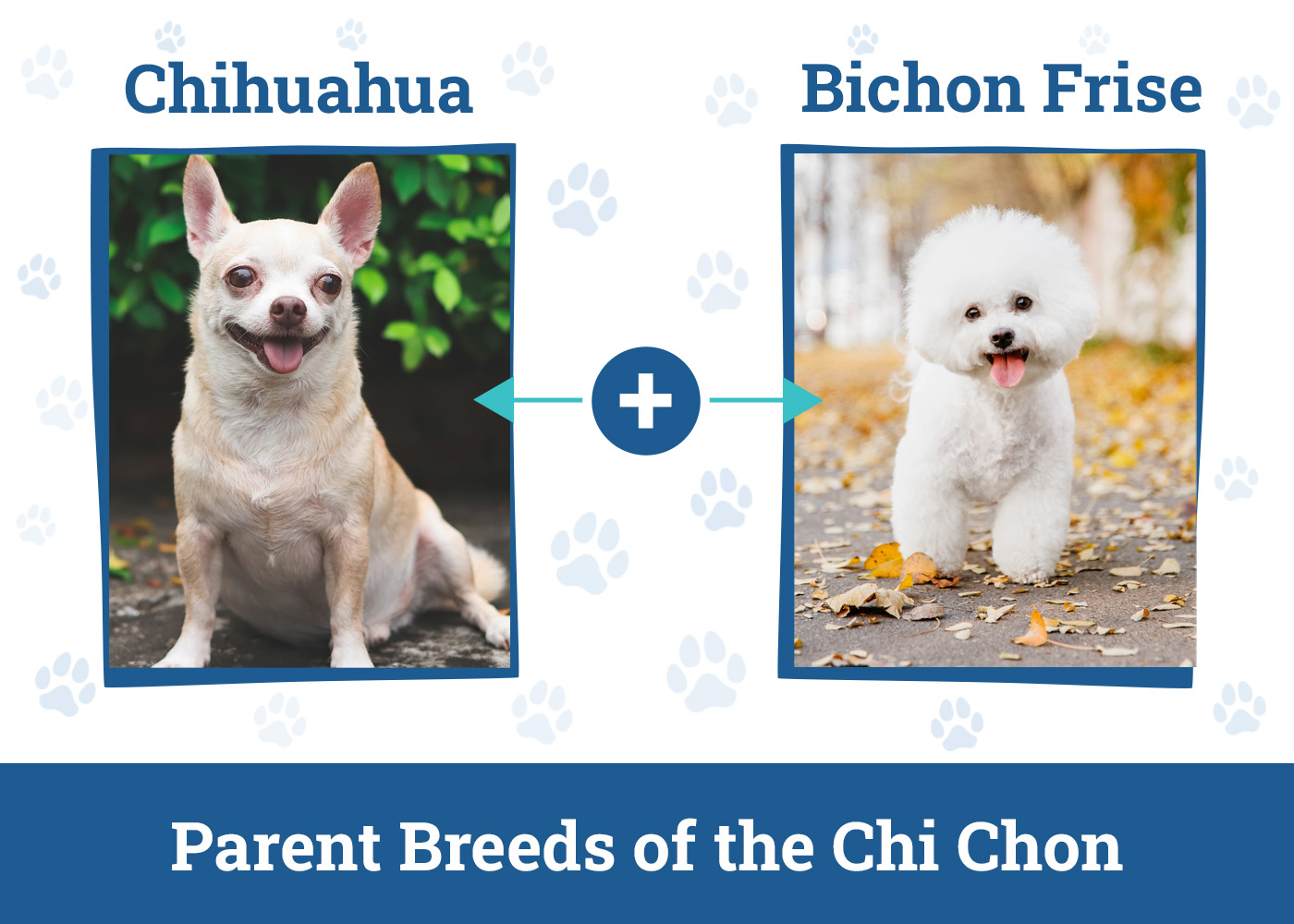 Parent Breeds of the Chi Chon