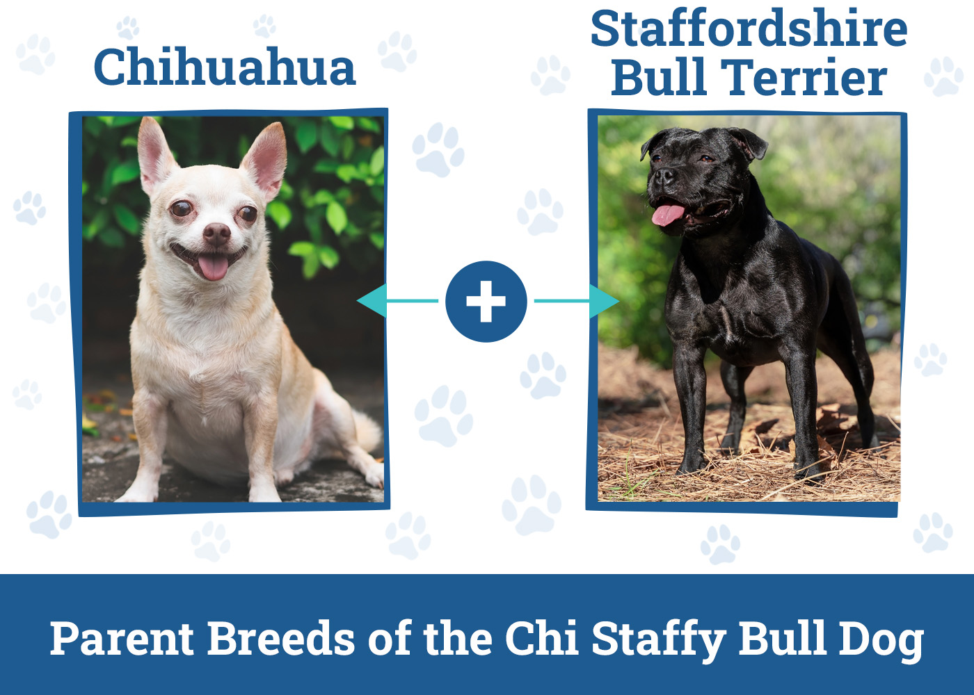 Parent Breeds of the Chi Staffy Bull Dog