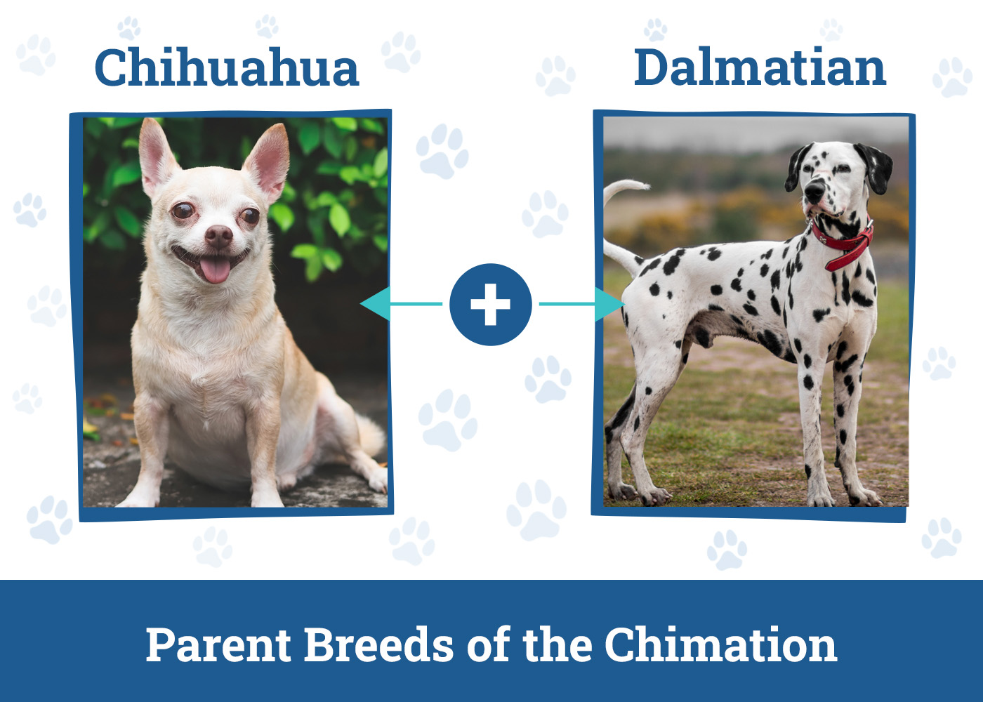 Parent Breeds of the Chimation