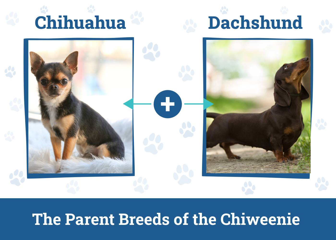 Parent Breeds of the Chiweenie