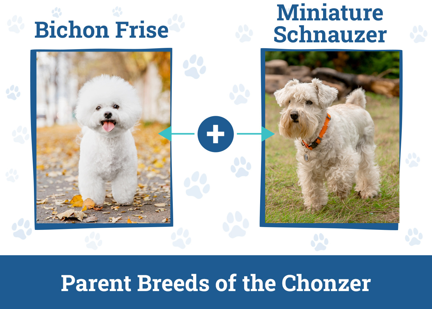 Parent Breeds of the Chonzer