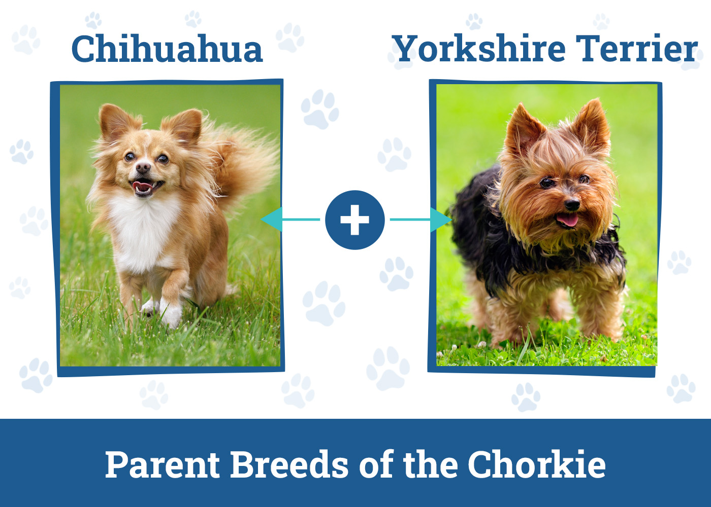 Parent Breeds of the Chorkie