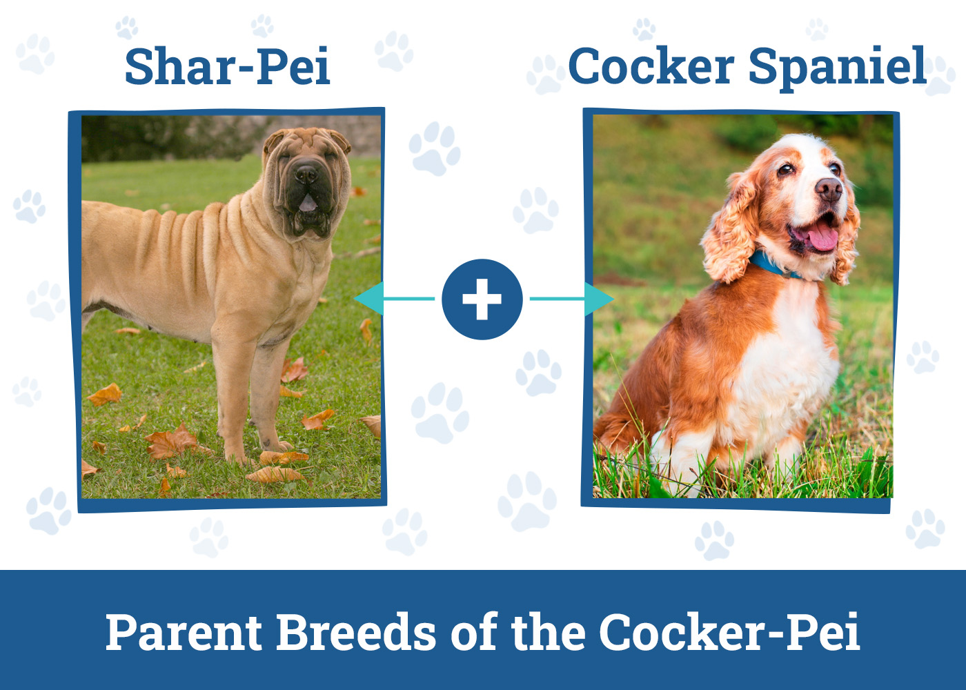 Parent Breeds of the Cocker-Pei