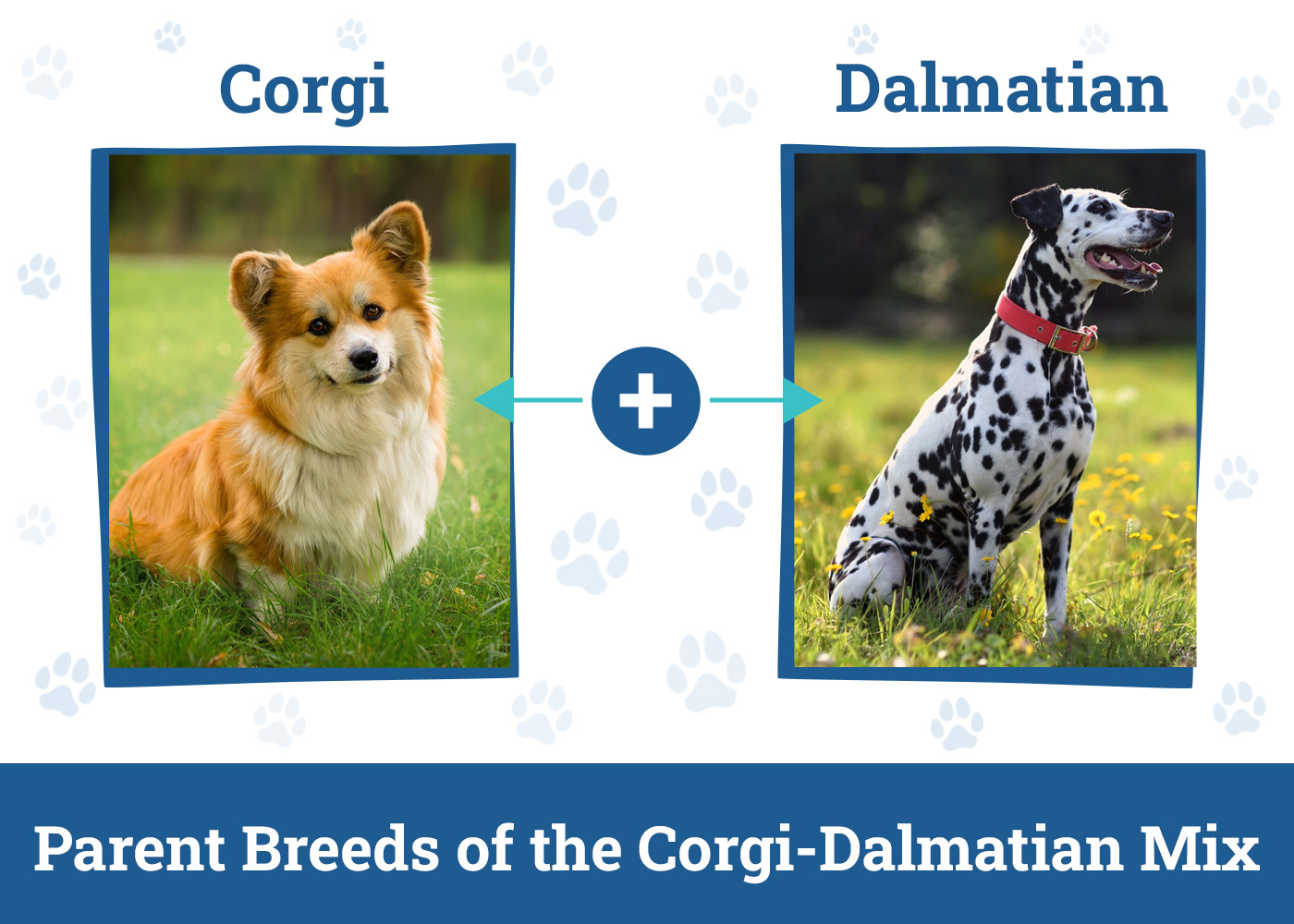 Parent Breeds of the Corgi-Dalmatian Mix
