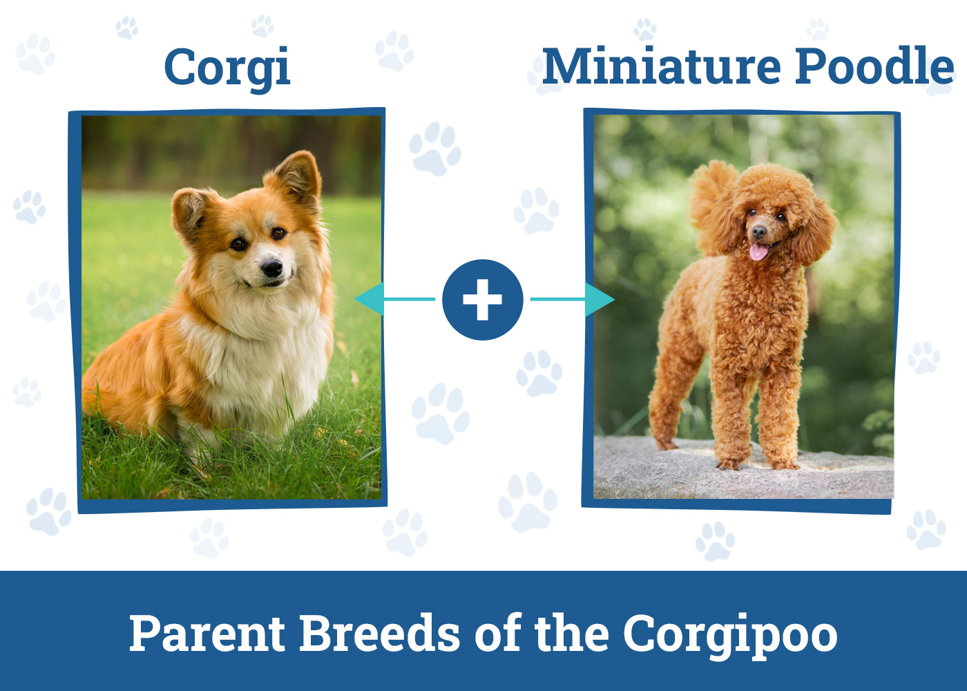Parent Breeds of the Corgipoo