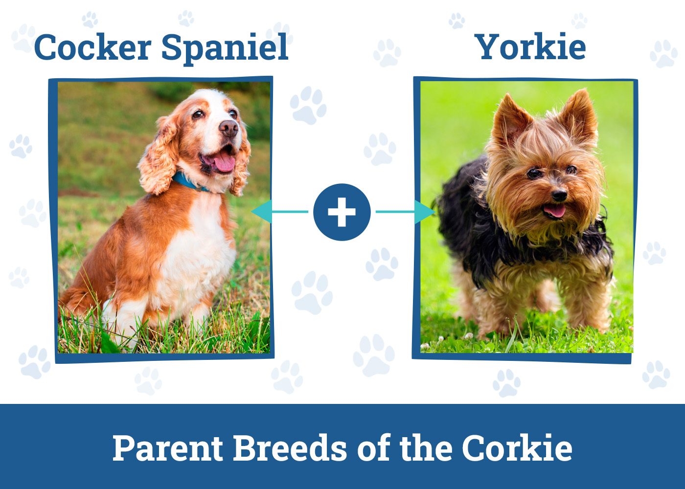 Parent Breeds of the Corkie