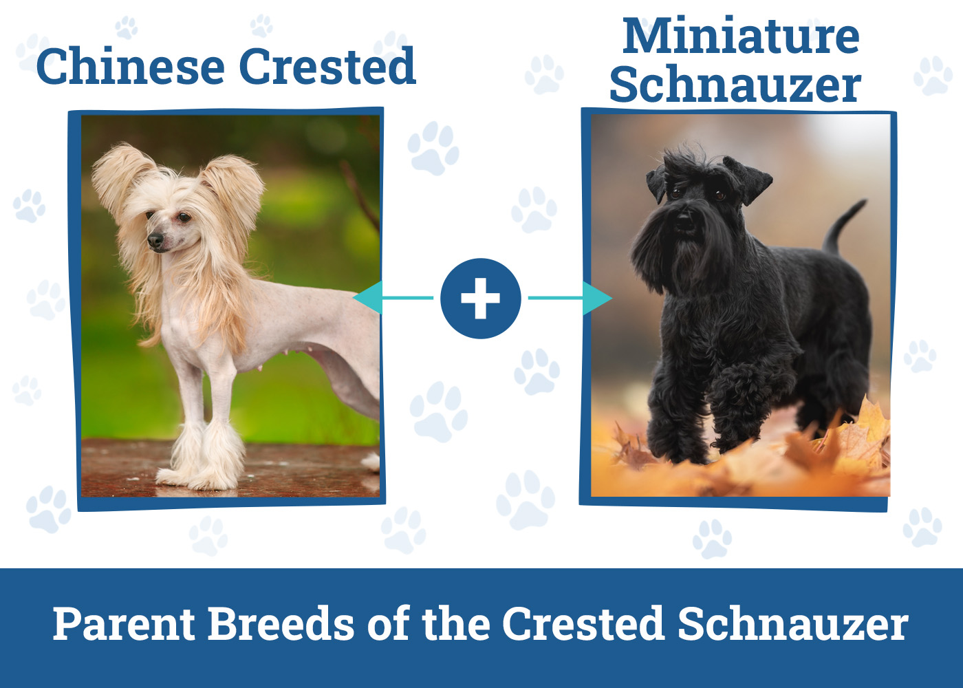 Parent Breeds of the Crested Schnauzer