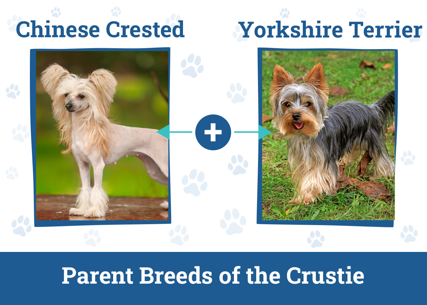 Parent Breeds of the Crustie