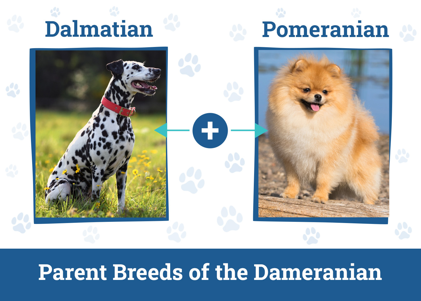 Parent Breeds of the Dameranian