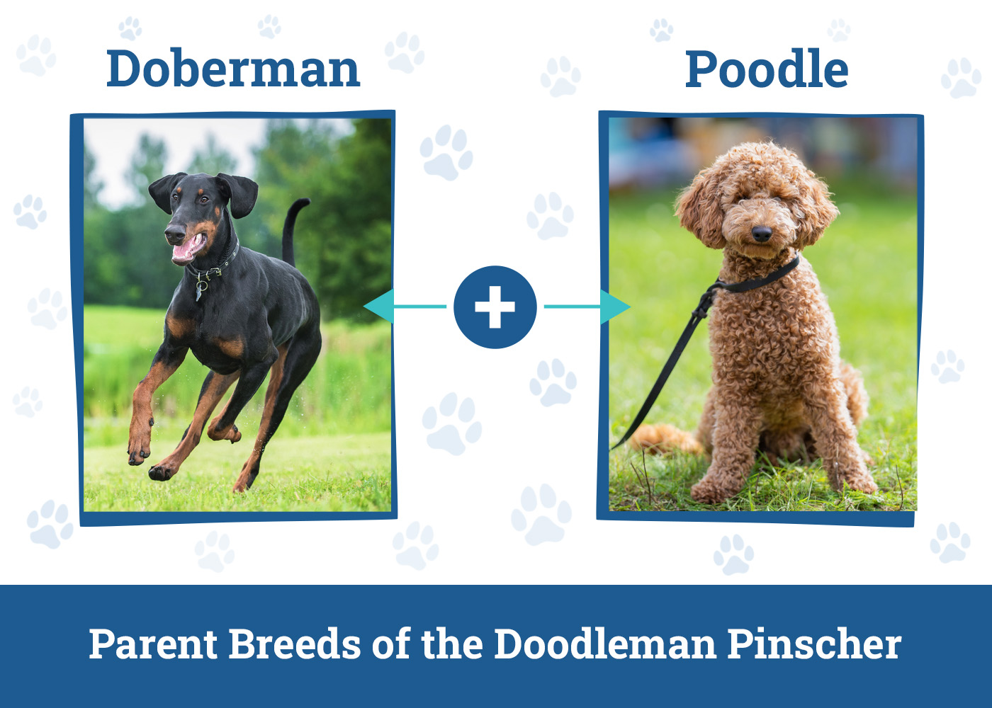 Parent Breeds of the Doodleman Pinscher