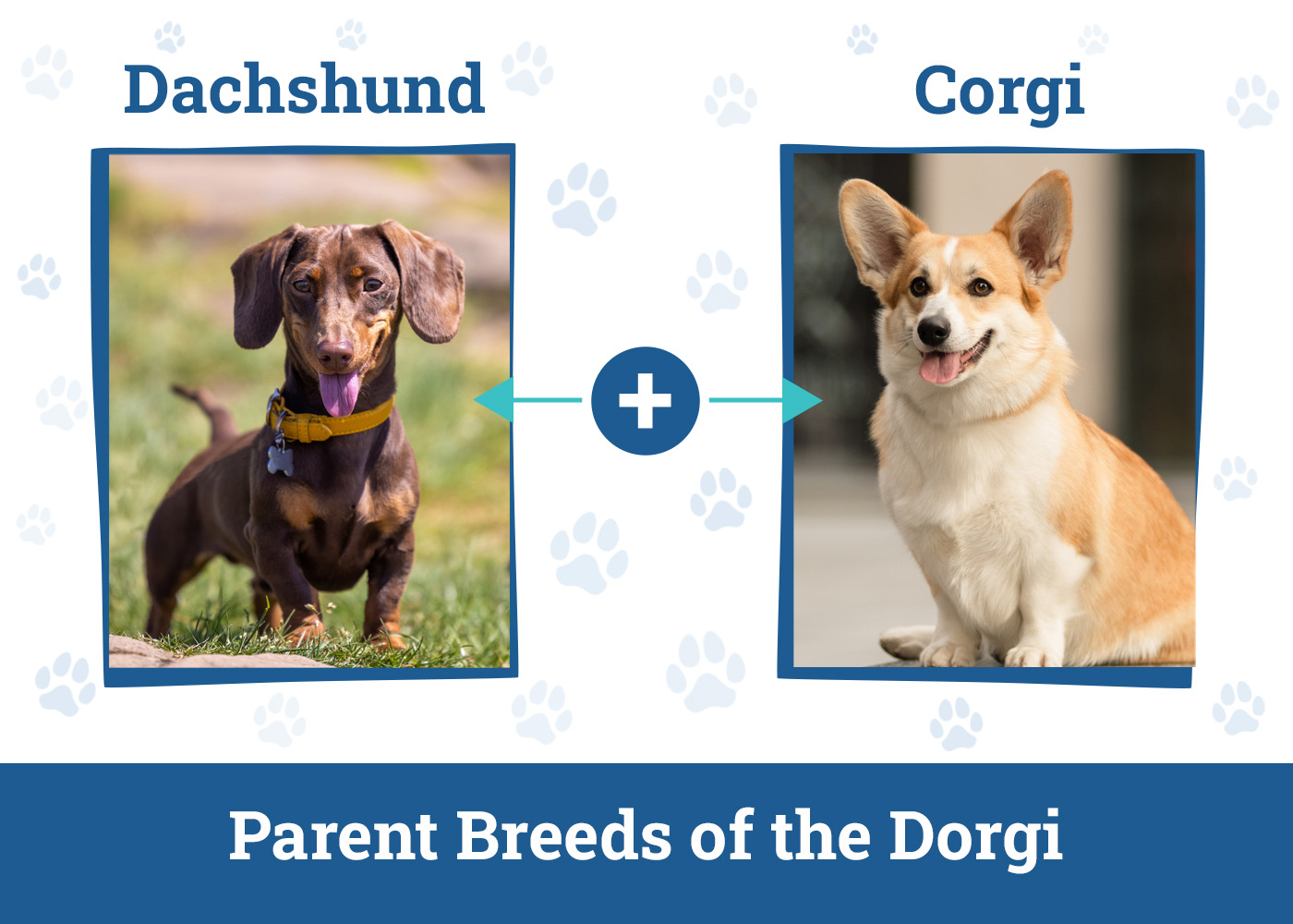 Parent Breeds of the Dorgi