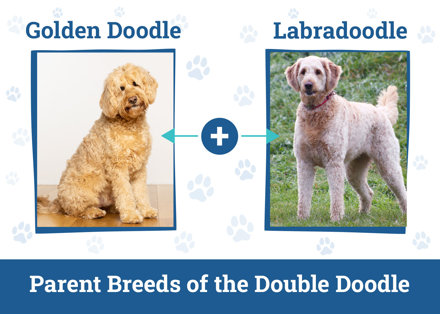 Parent Breeds of the Double Doodle