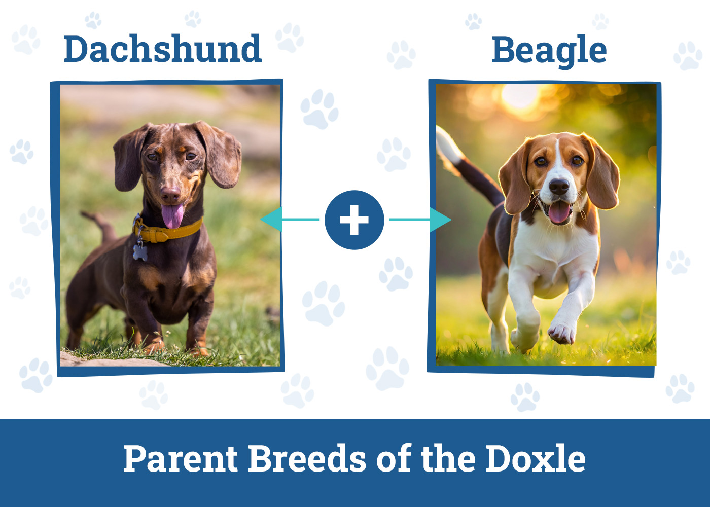 Parent Breeds of the Doxle