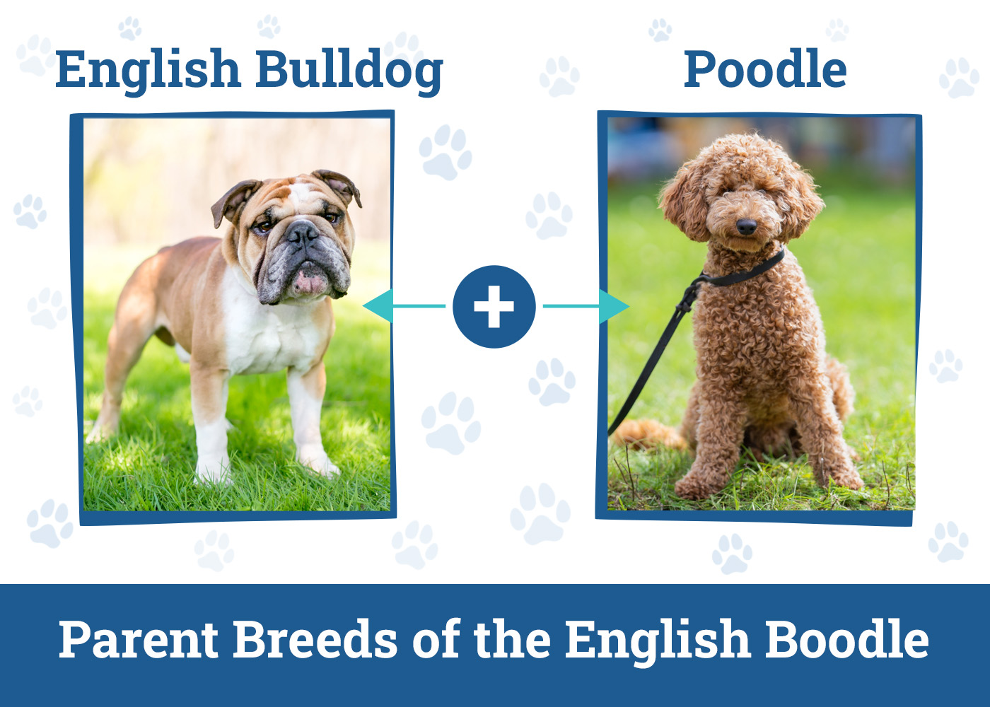 Parent Breeds of the English Boodle