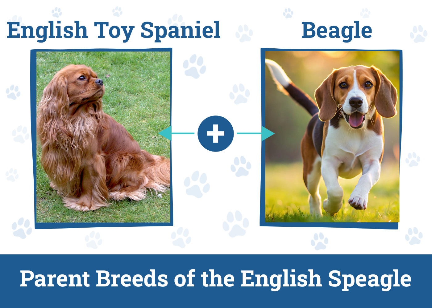 Parent Breeds of the English Speagle