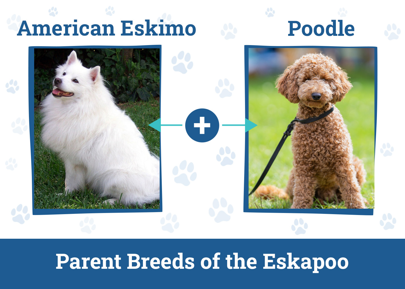 Parent Breeds of the Eskapoo