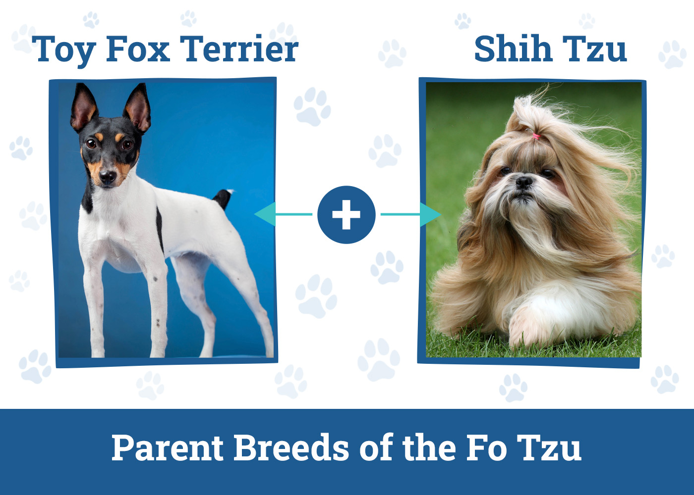 Parent Breeds of the Fo Tzu