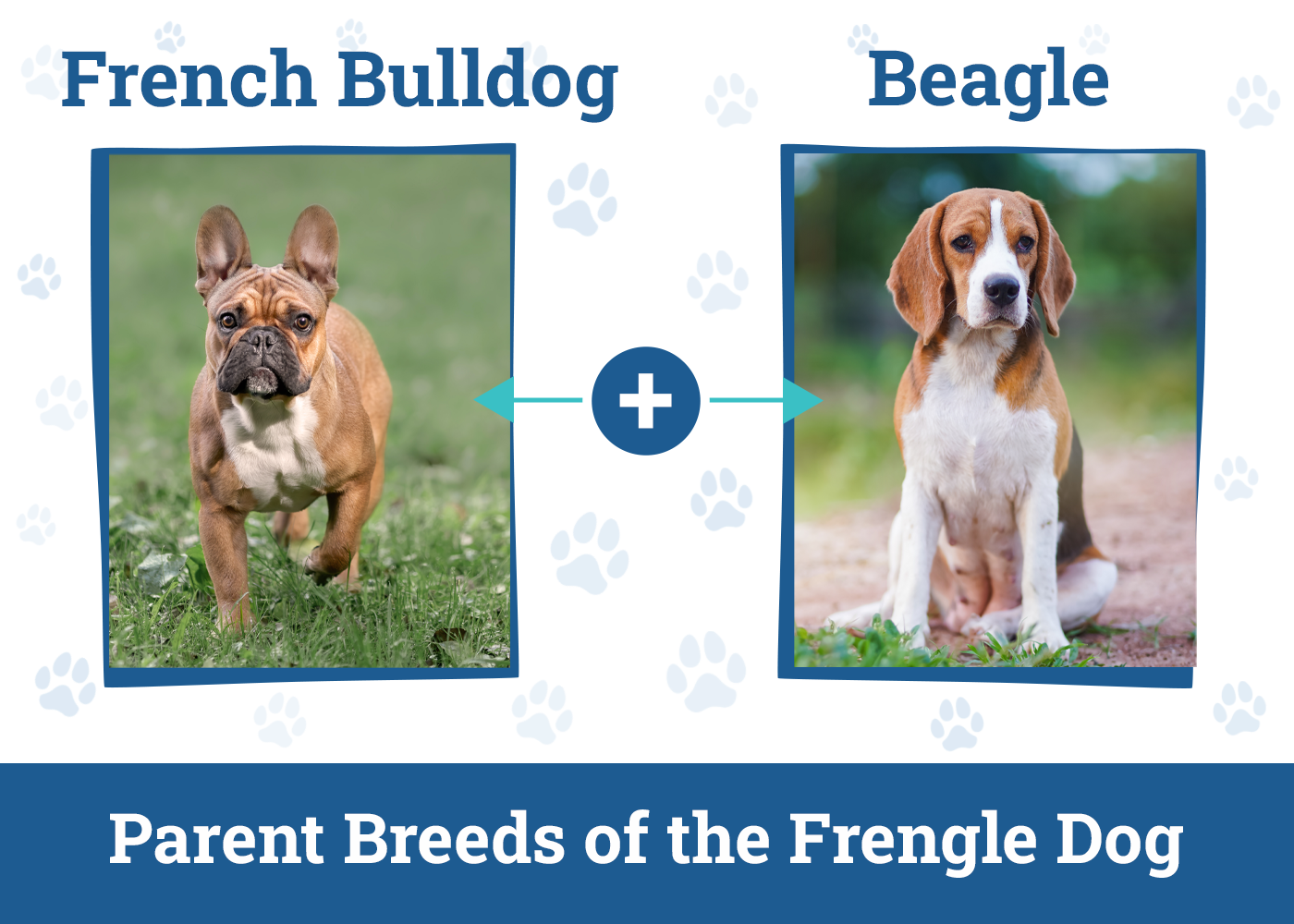 Parent Breeds of the Frengle Dog