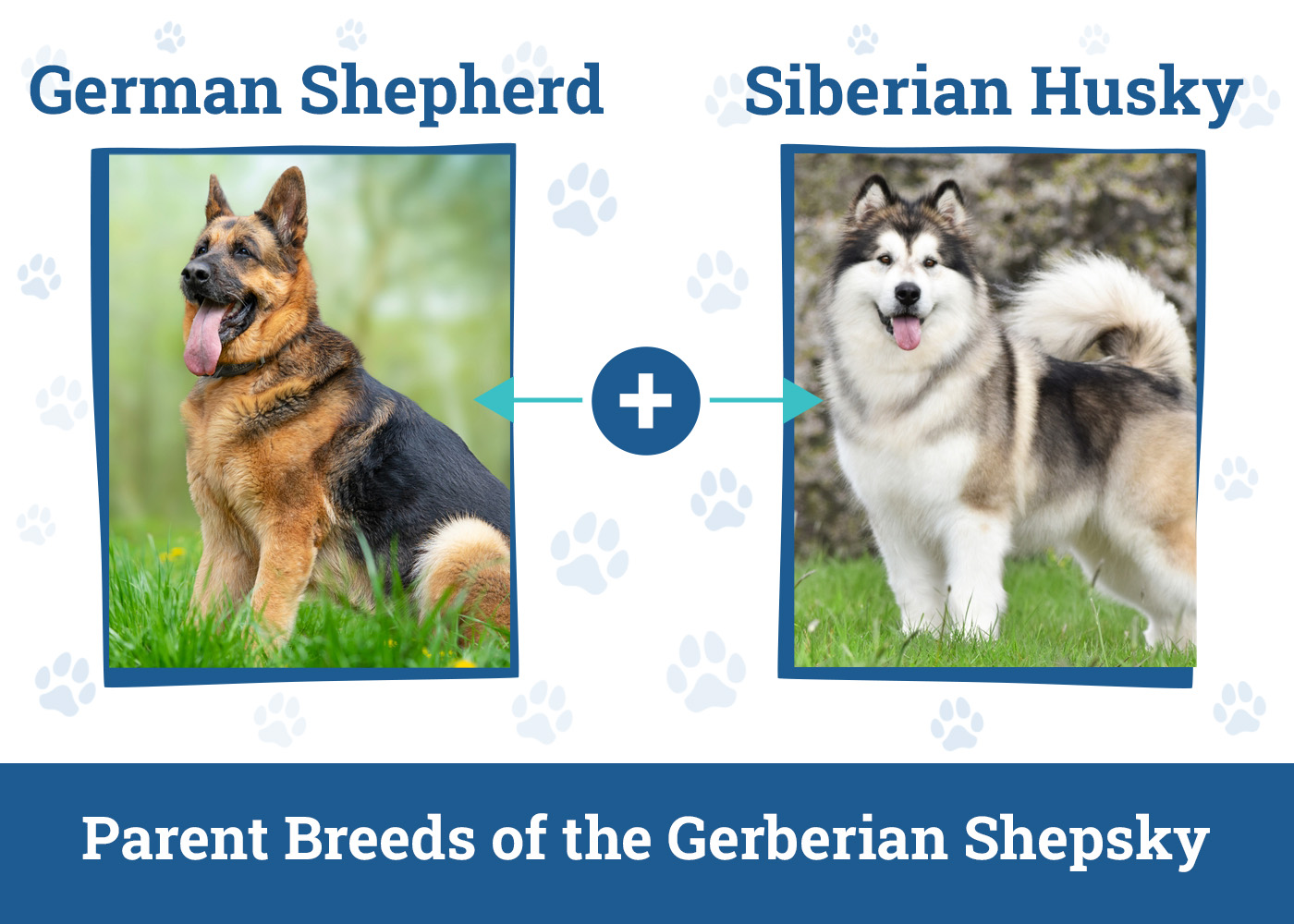 Parent Breeds of the Gerberian Shepsky