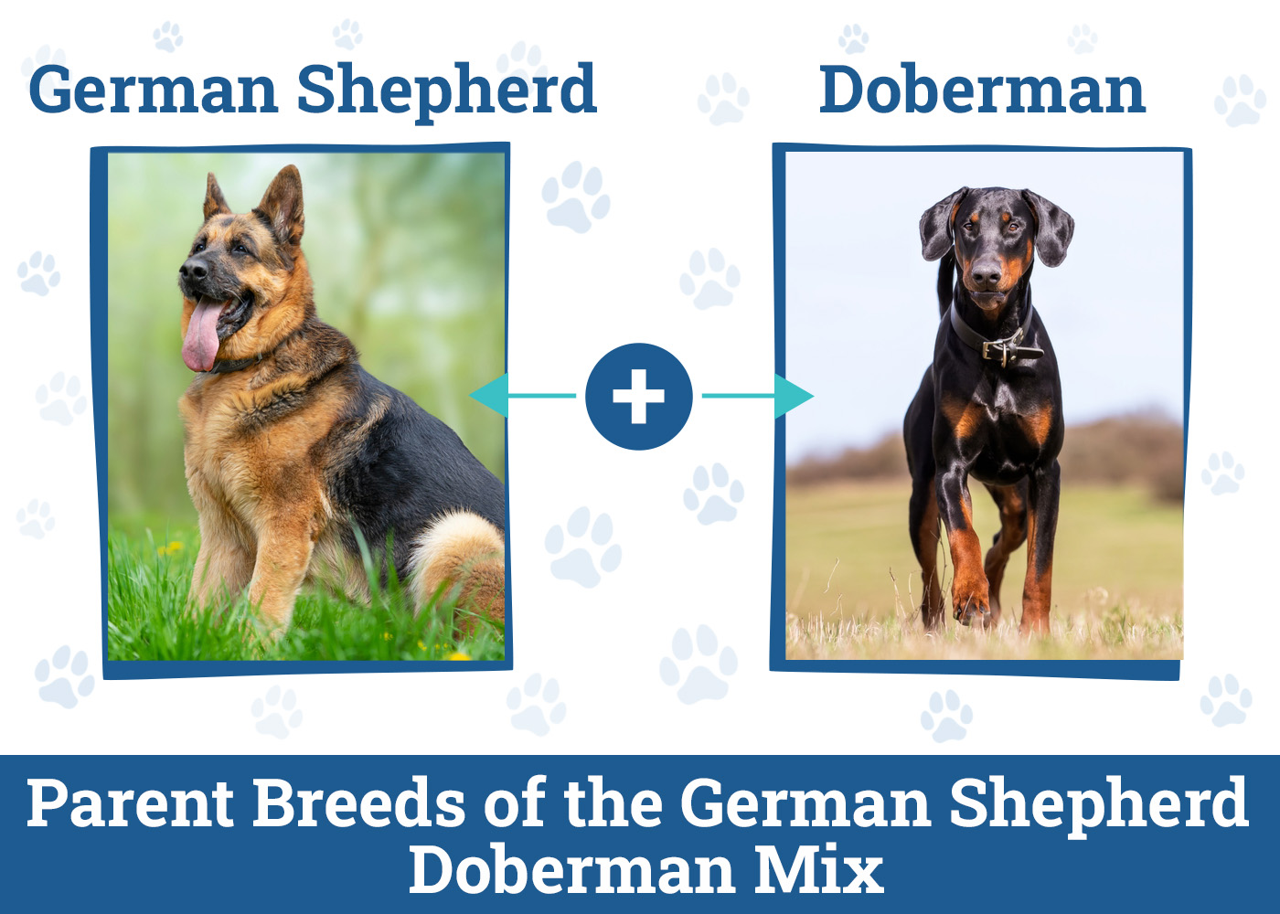 Parent Breeds of the German Shepherd Doberman Mix