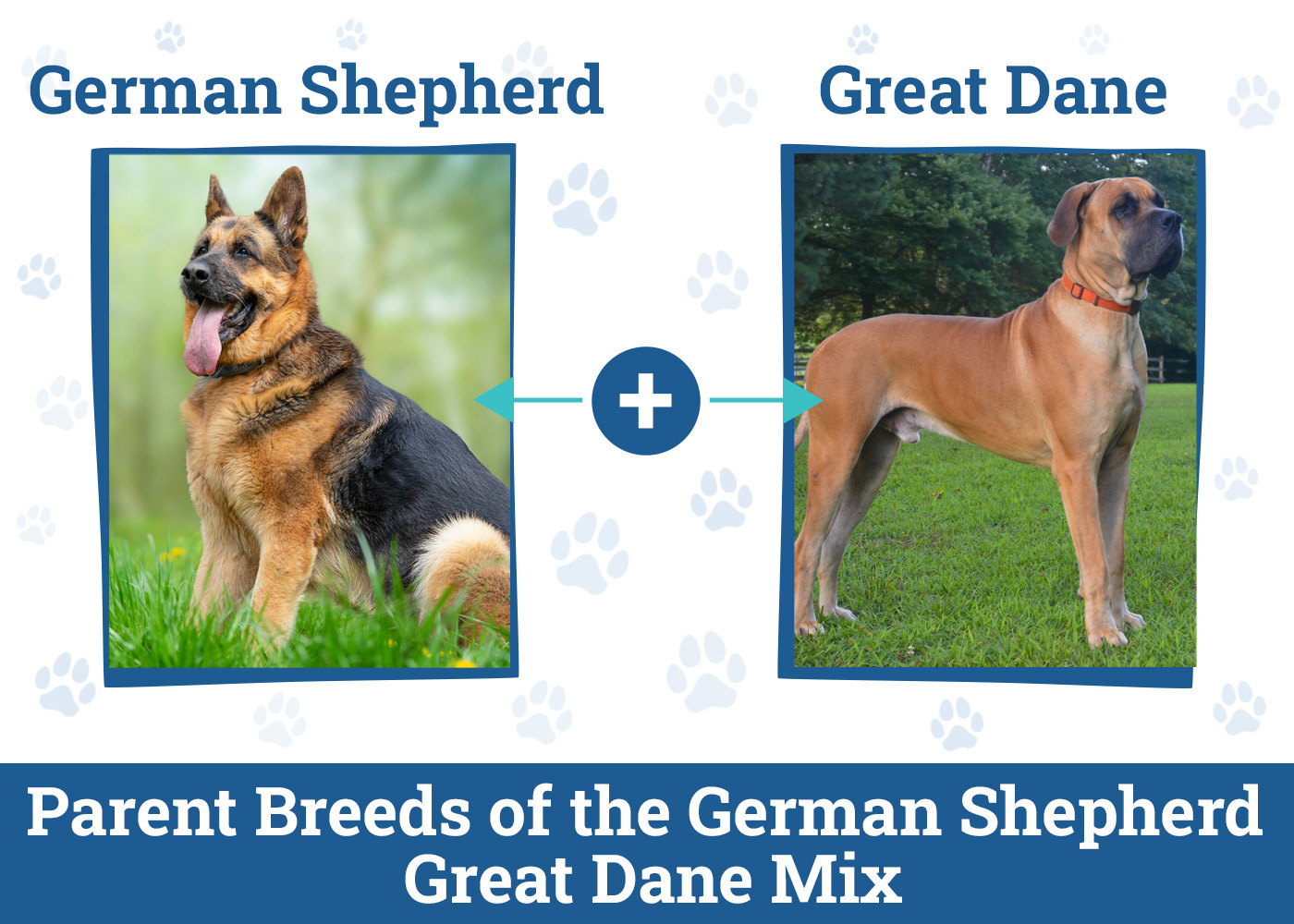 Parent Breeds of the German Shepherd Great Dane Mix
