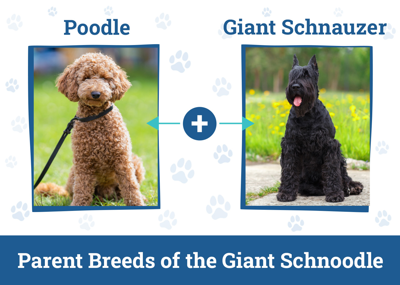 Parent Breeds of the Giant Schnoodle