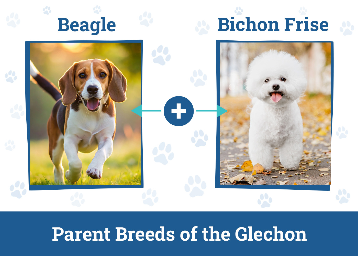 Parent Breeds of the Glechon