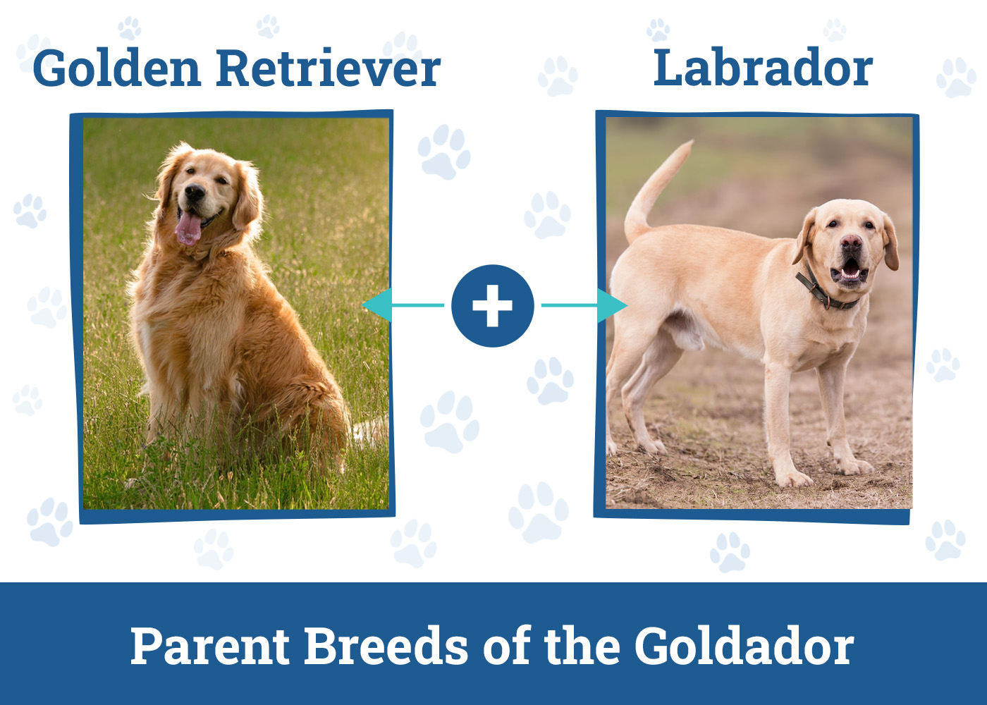 Parent Breeds of the Goldador