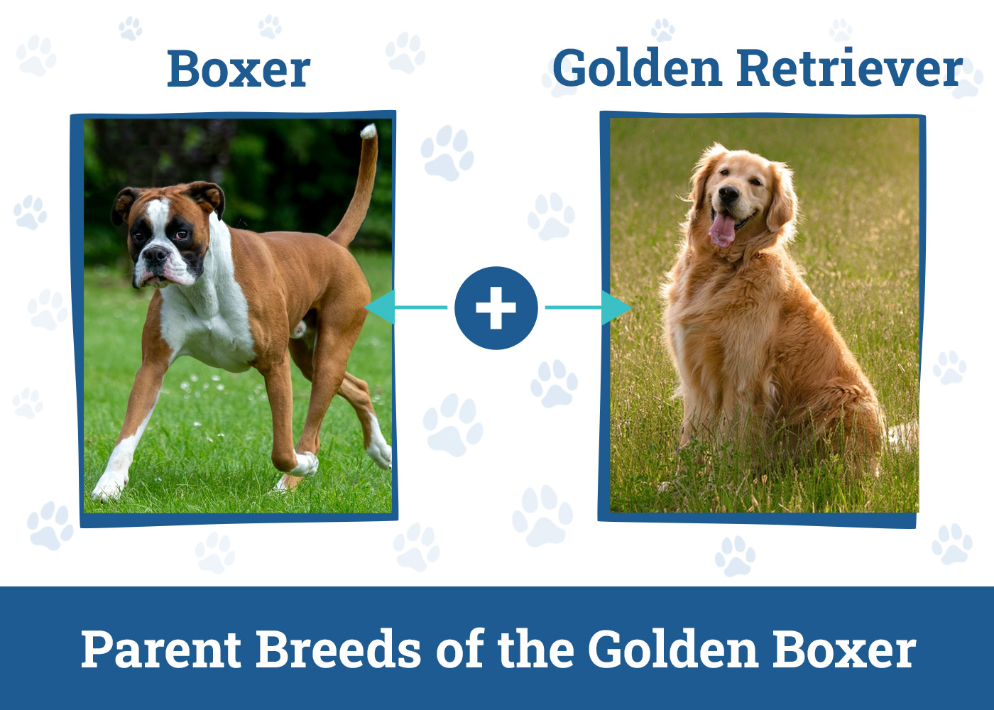 Parent Breeds of the Golden Boxer