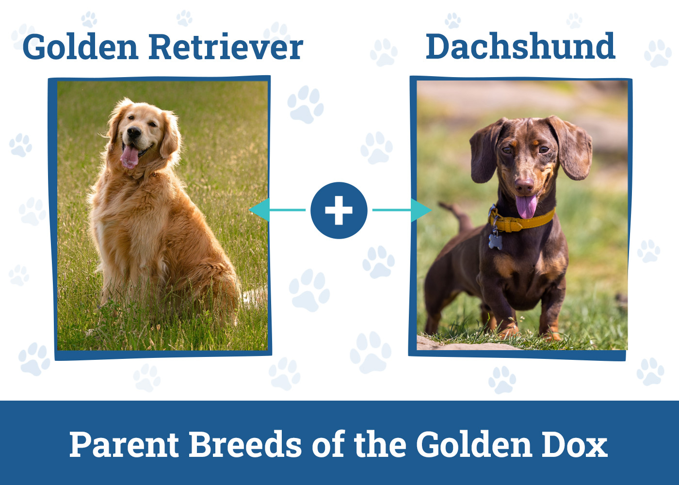 Parent Breeds of the Golden Dox
