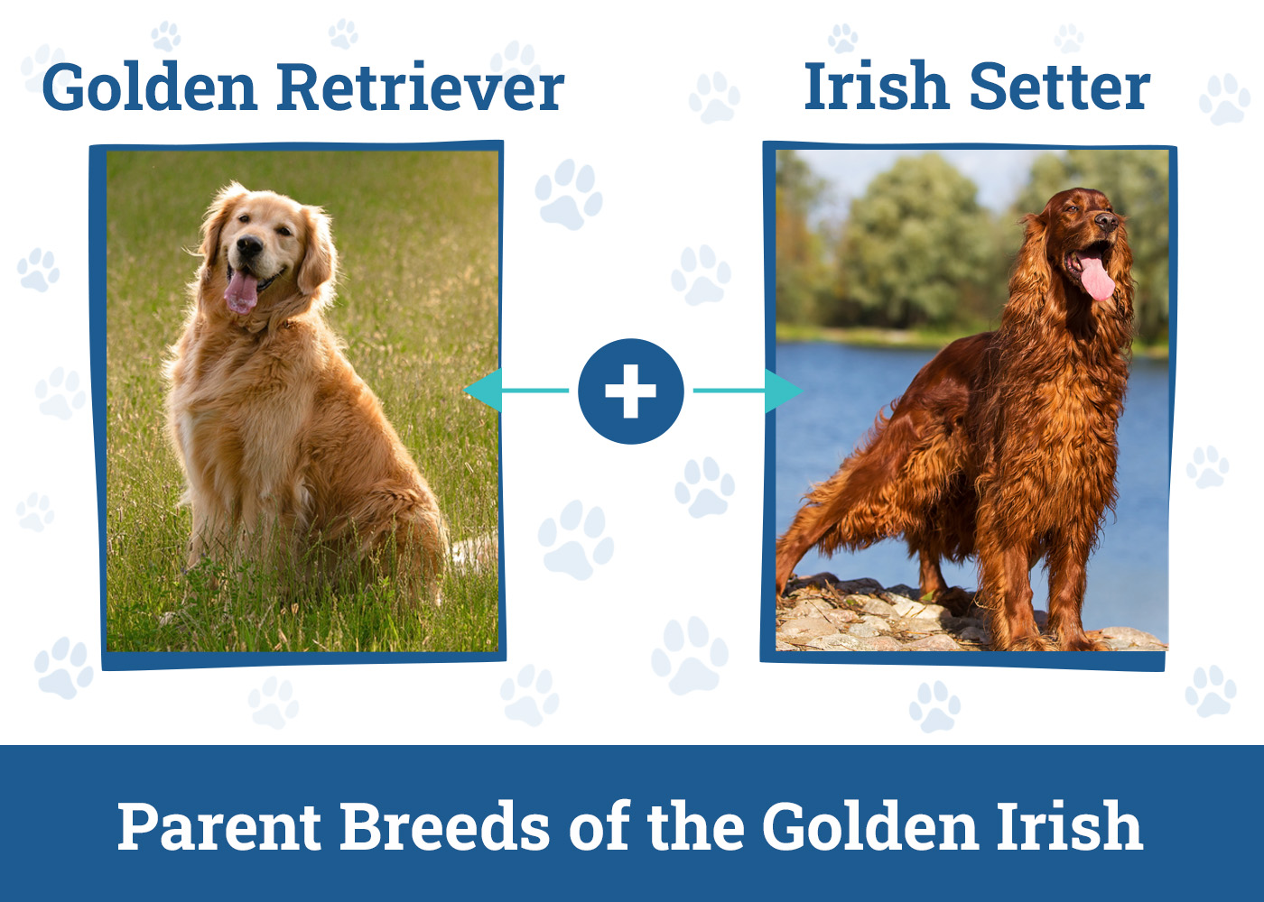 Parent Breeds of the Golden Irish