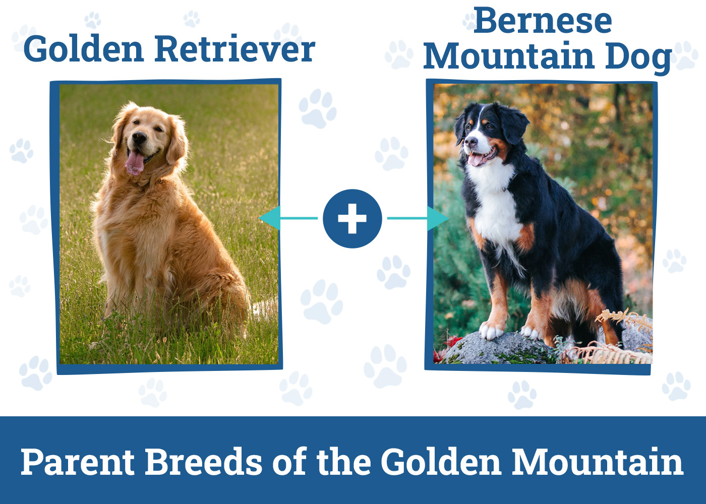 Parent Breeds of the Golden Mountain
