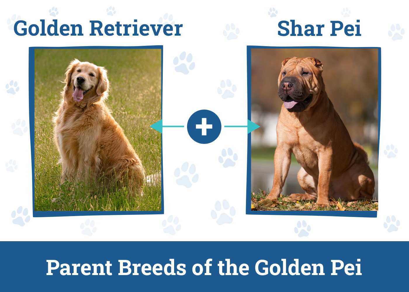 Parent Breeds of the Golden Pei
