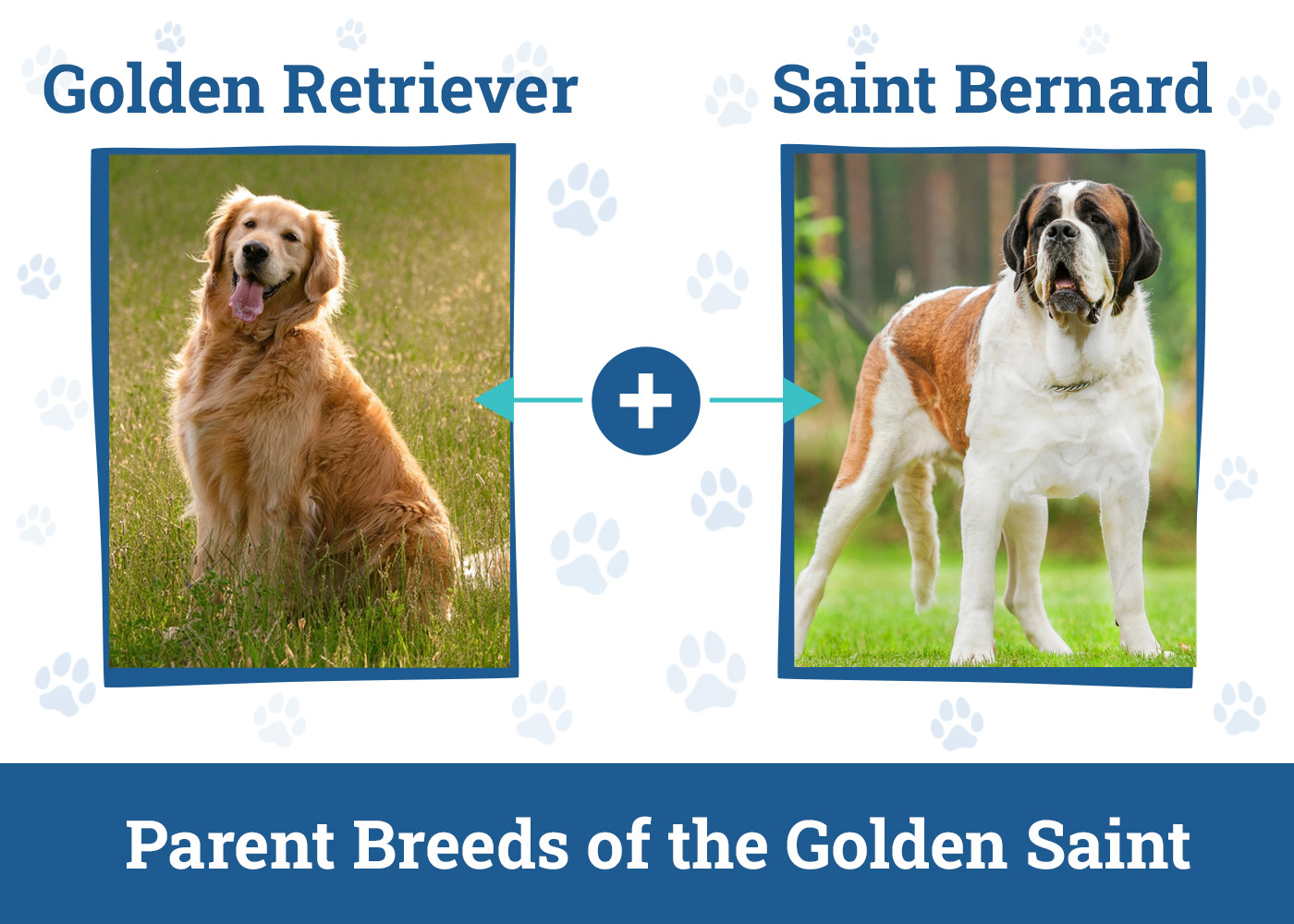 Parent Breeds of the Golden Saint