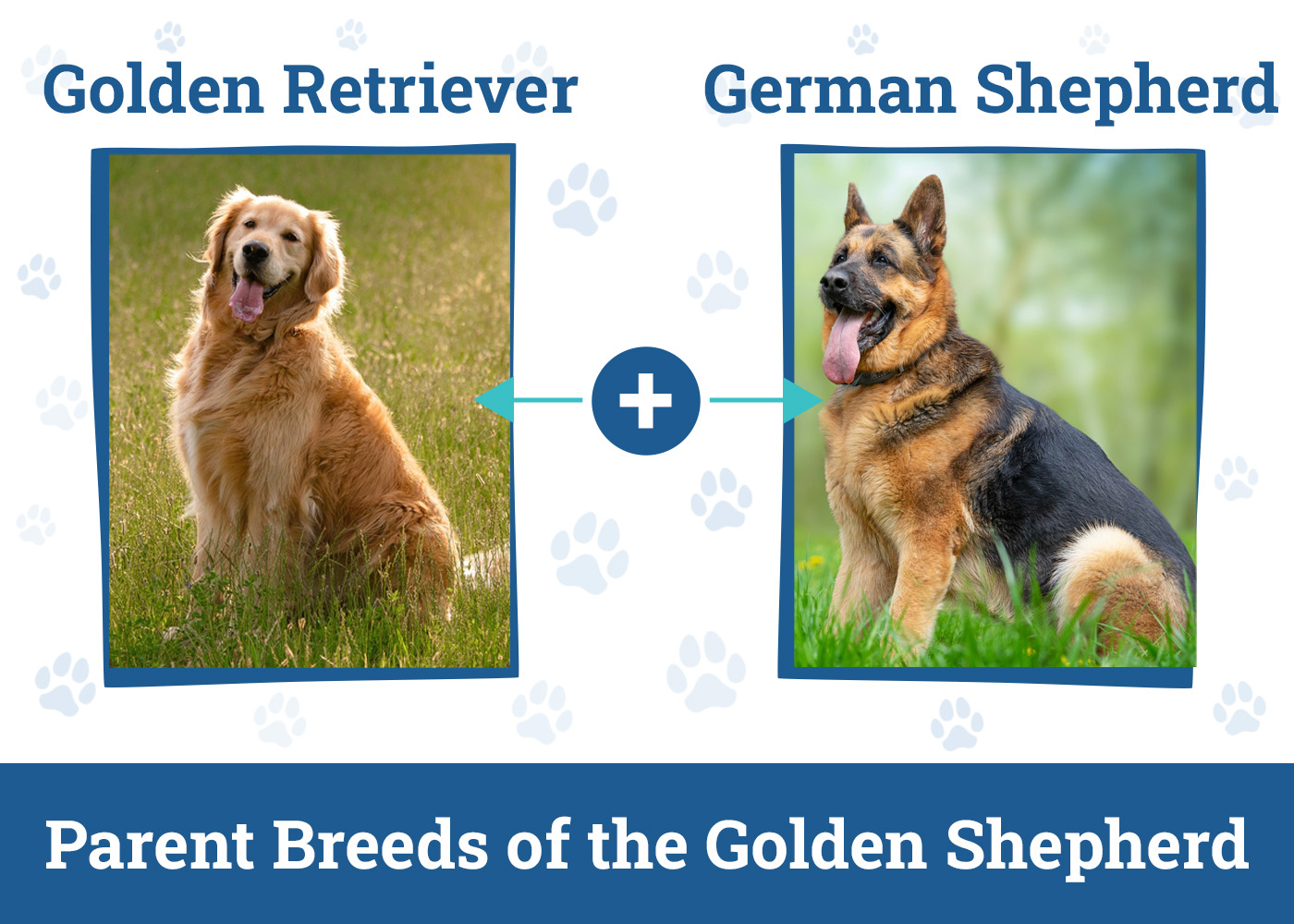 Parent Breeds of the Golden Shepherd