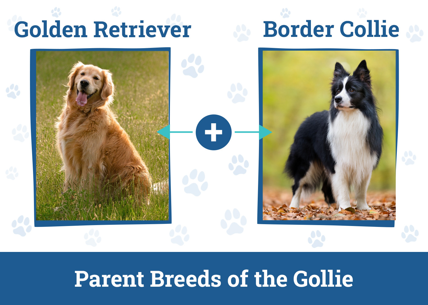 Parent Breeds of the Gollie