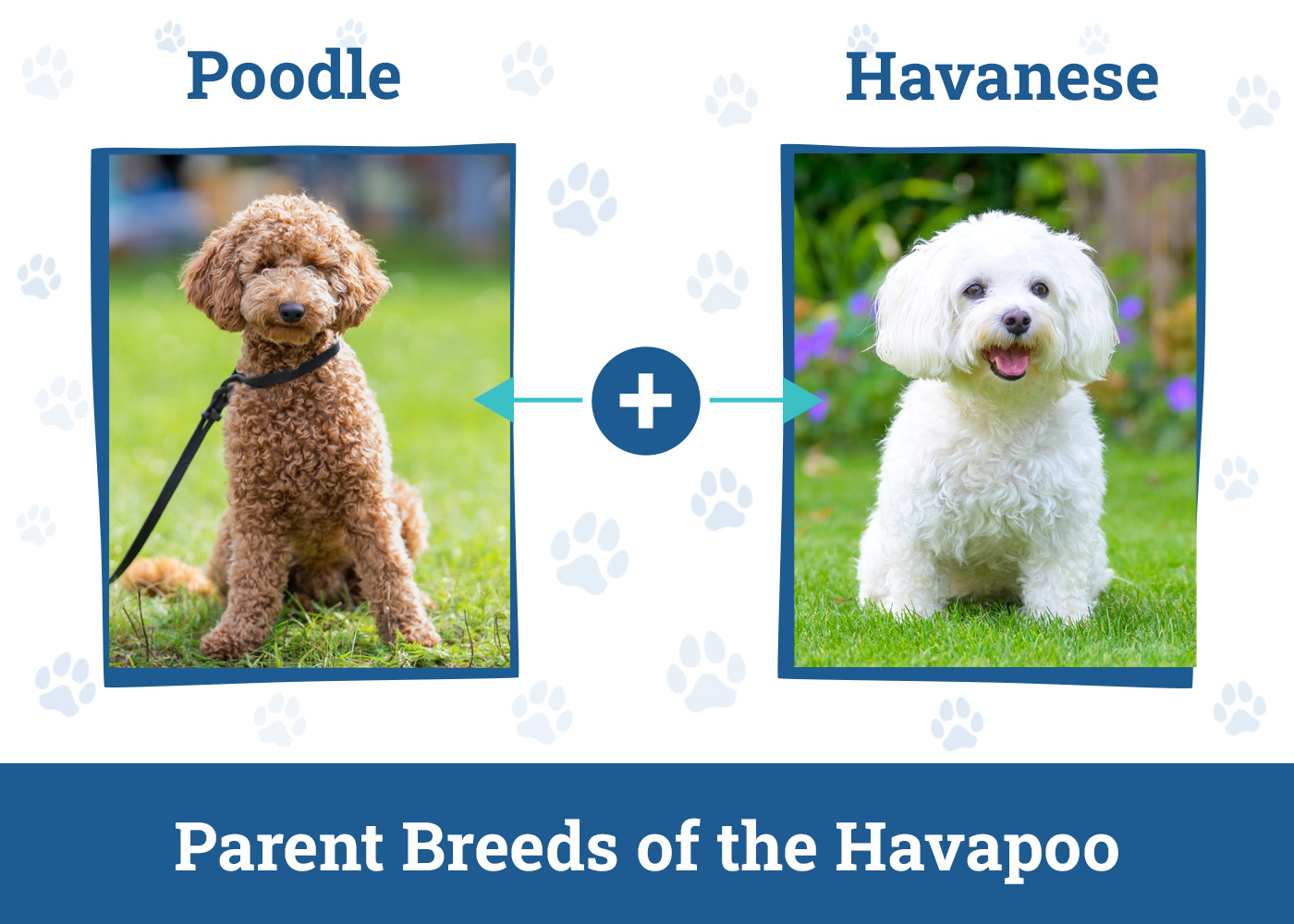 Parent Breeds of the Havapoo
