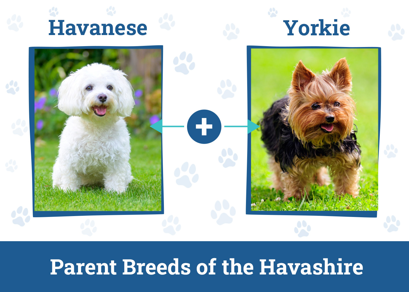 Parent Breeds of the Havashire