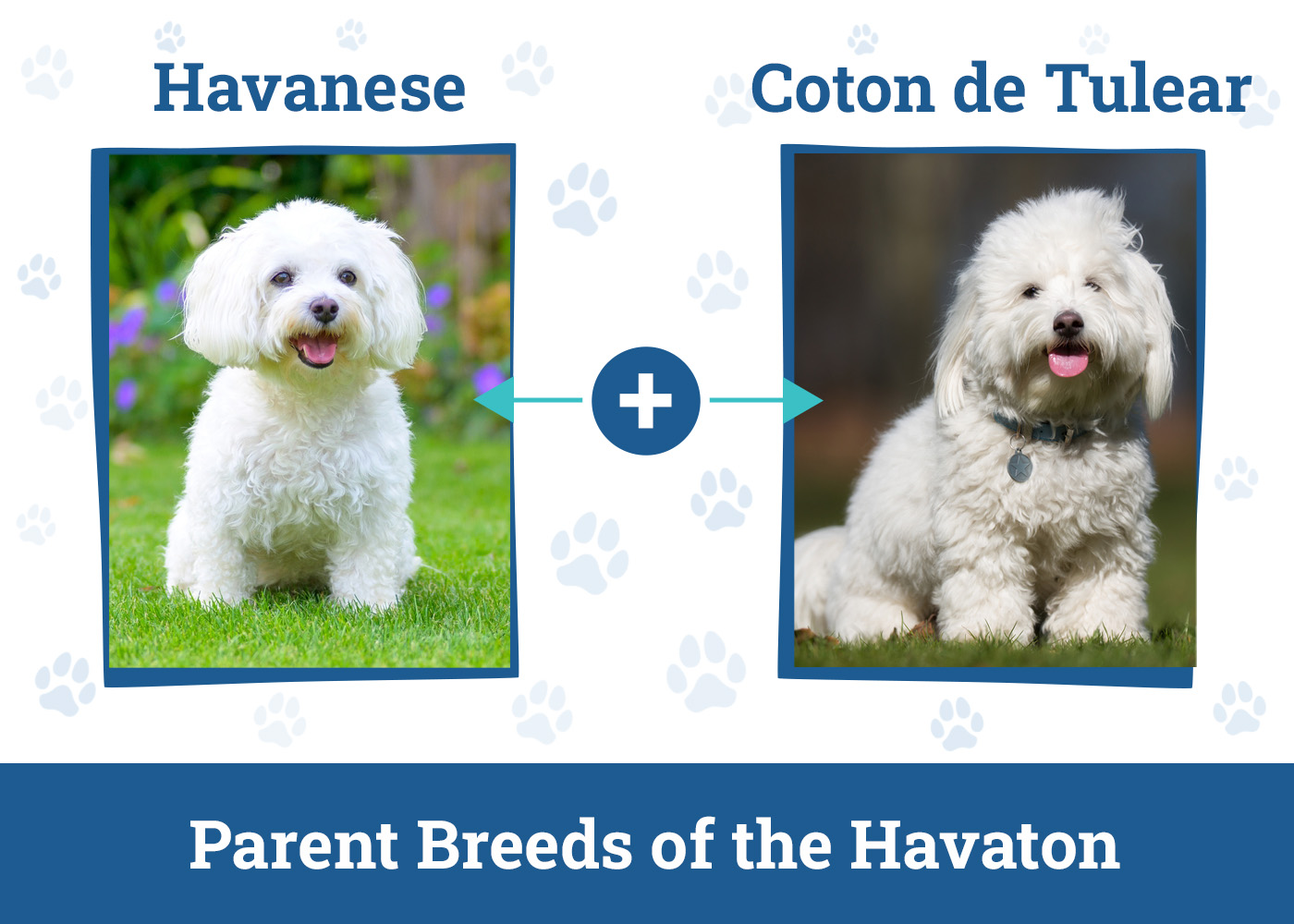 Parent Breeds of the Havaton