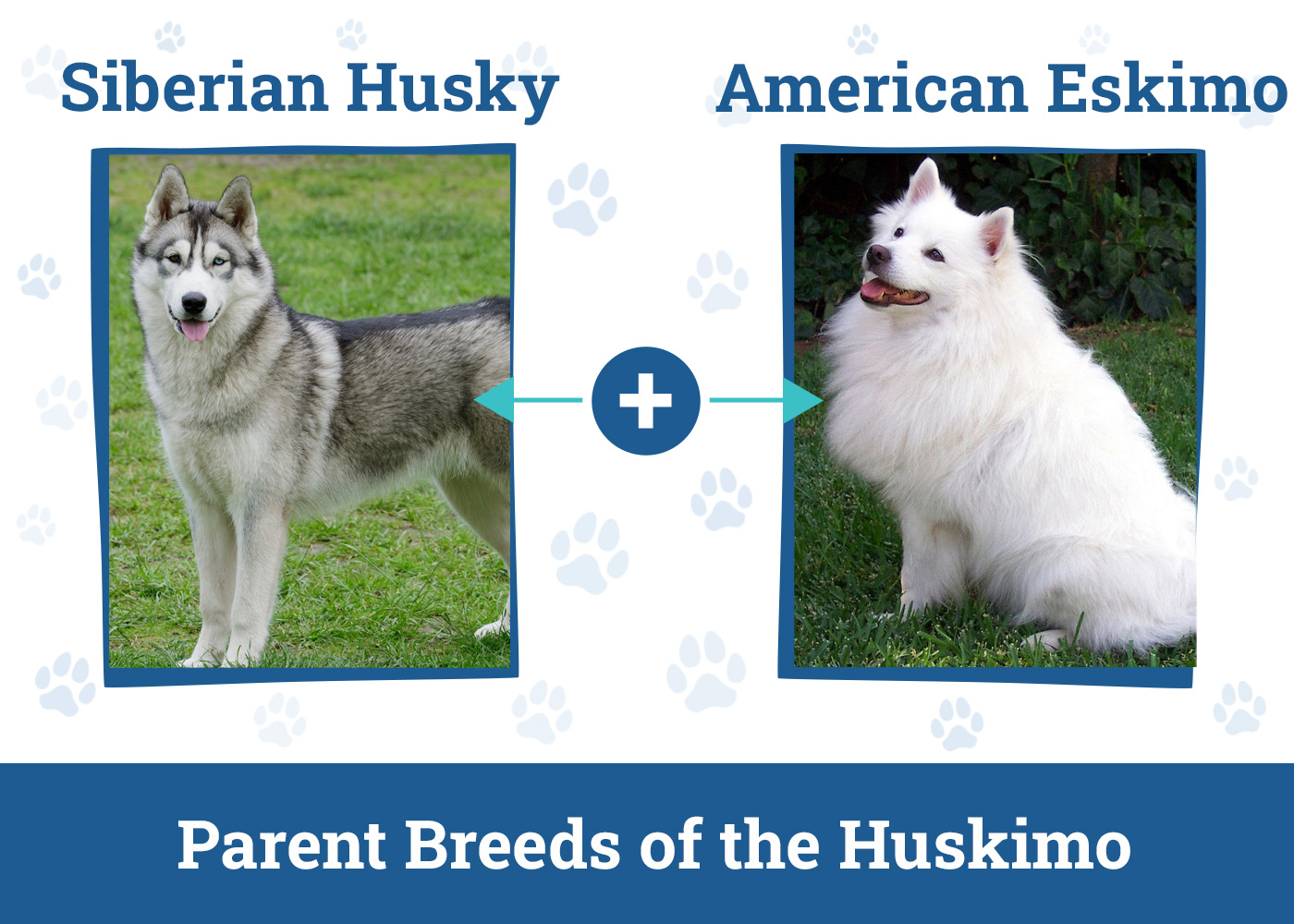 Parent Breeds of the Huskimo