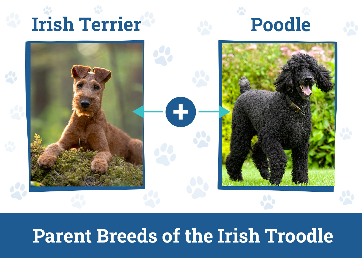 Parent Breeds of the Irish Troodle