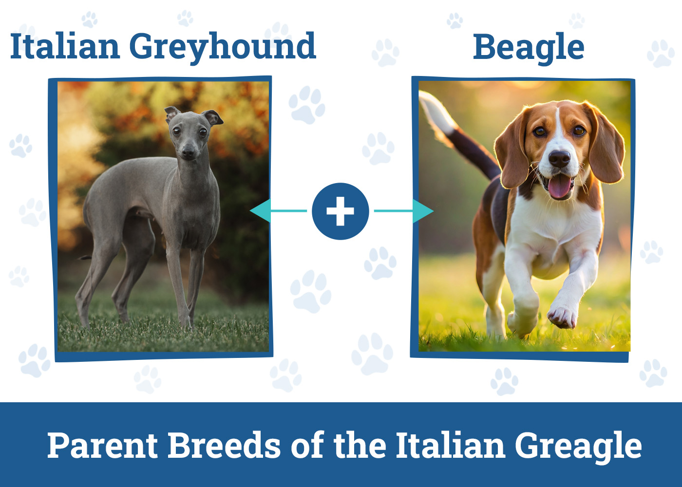 Parent Breeds of the Italian Greagle